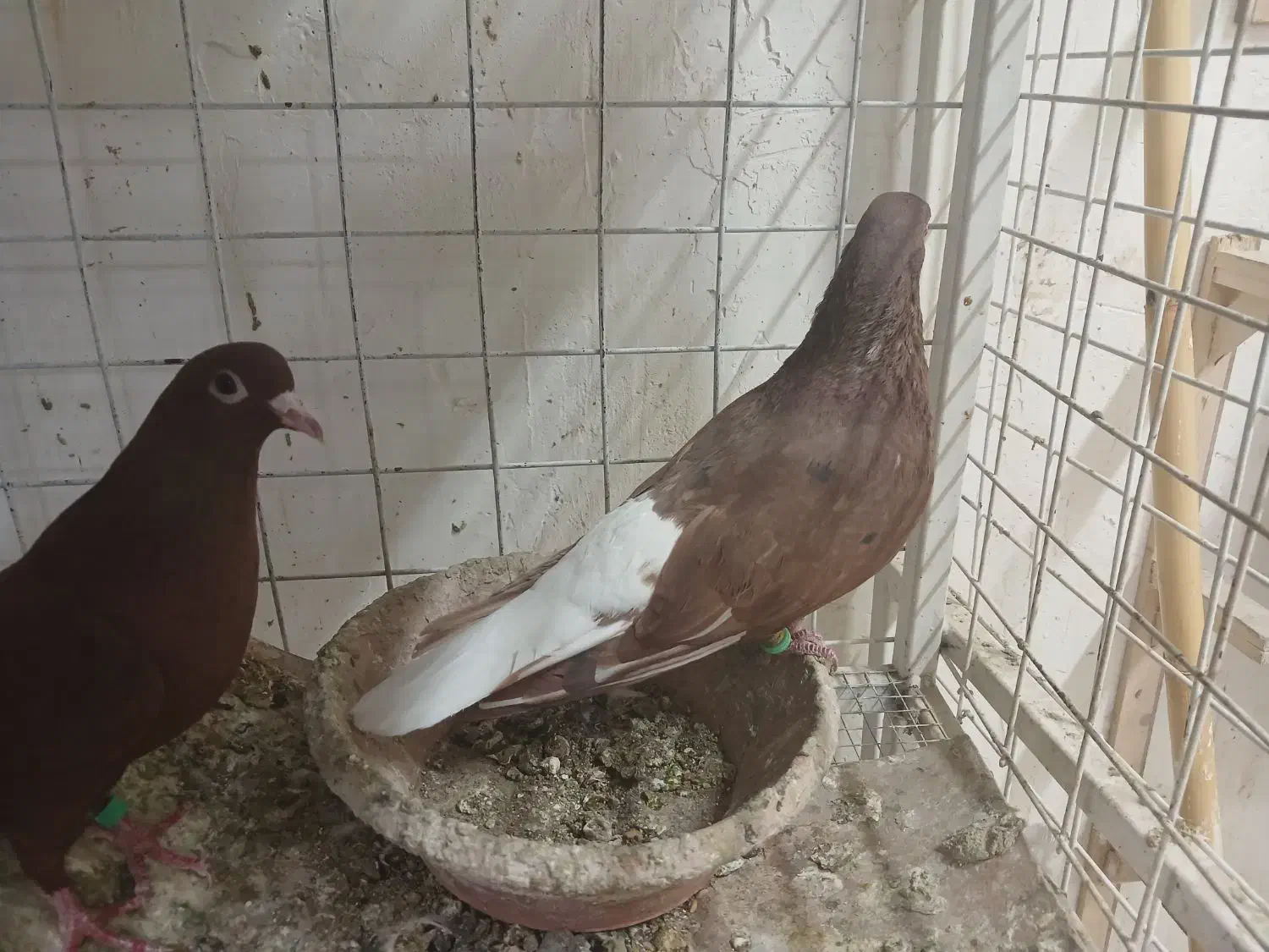 کبوتر دم سفید|پرنده|مشهد, شهرک امام هادی (شهرک غرب)|دیوار