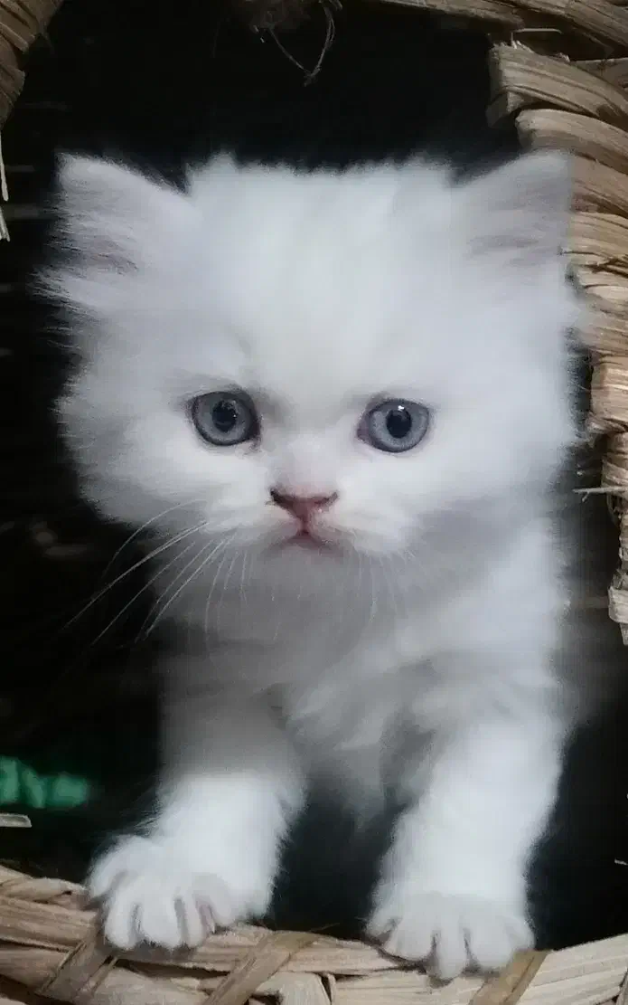 گربه سفید ناز|گربه|یزد, |دیوار