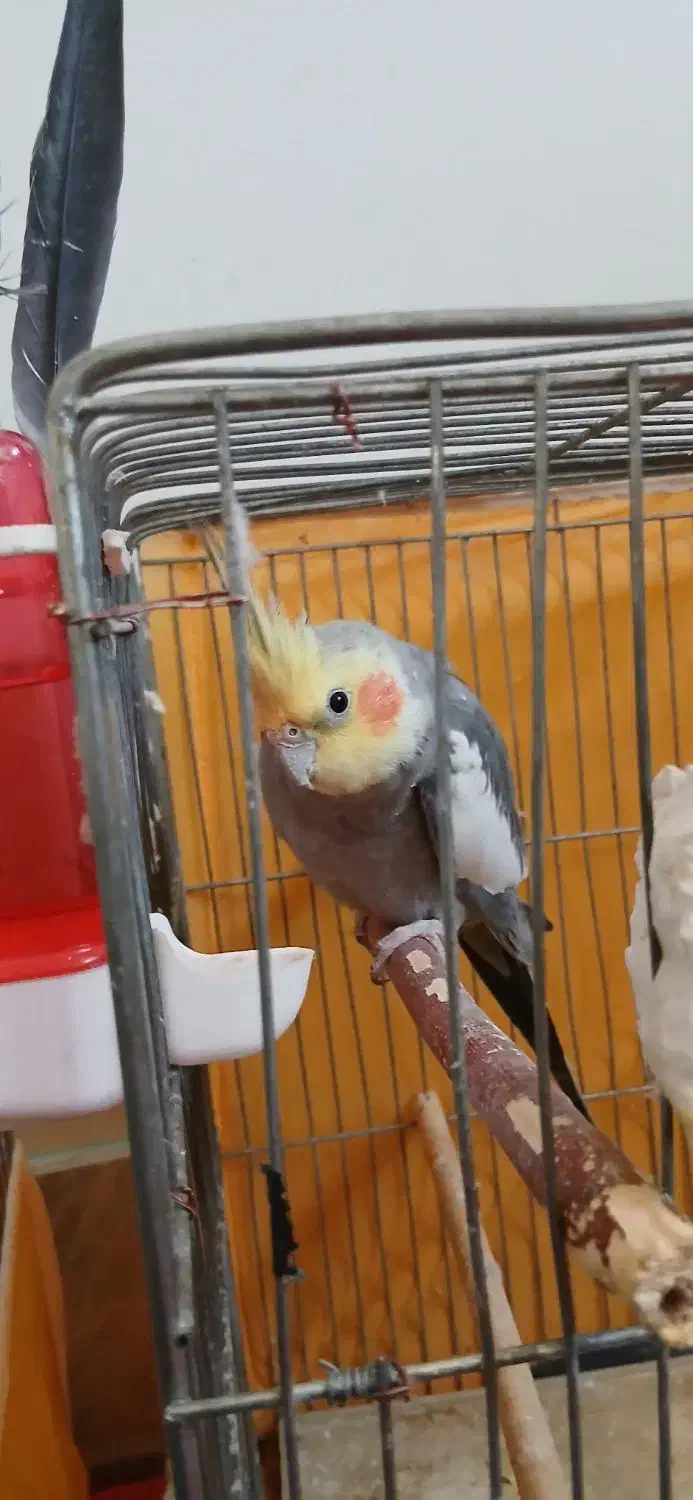 یک جفت عروس هلندی دستی مفت|پرنده|فولادشهر, B2|دیوار