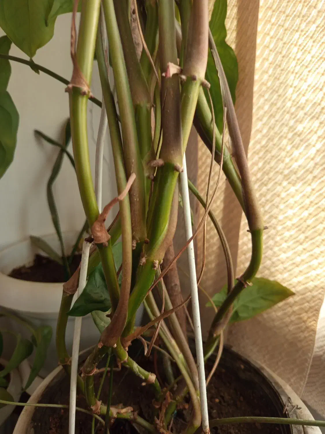 گل گوش|گل و گیاه طبیعی|مشهد, شهید قربانی|دیوار