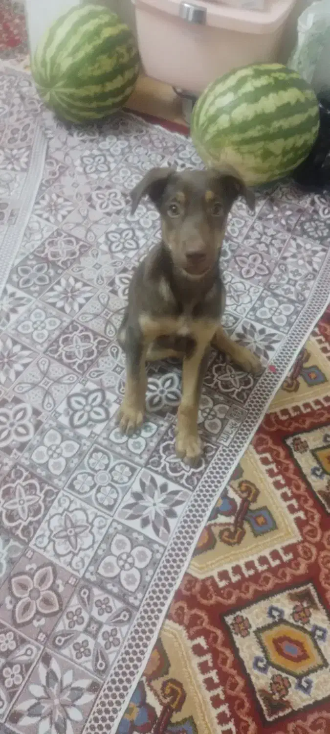 دوبرمن خالص بلوطی واکسی پدرمادر اصیل شاه توله|سگ|بروجرد, |دیوار