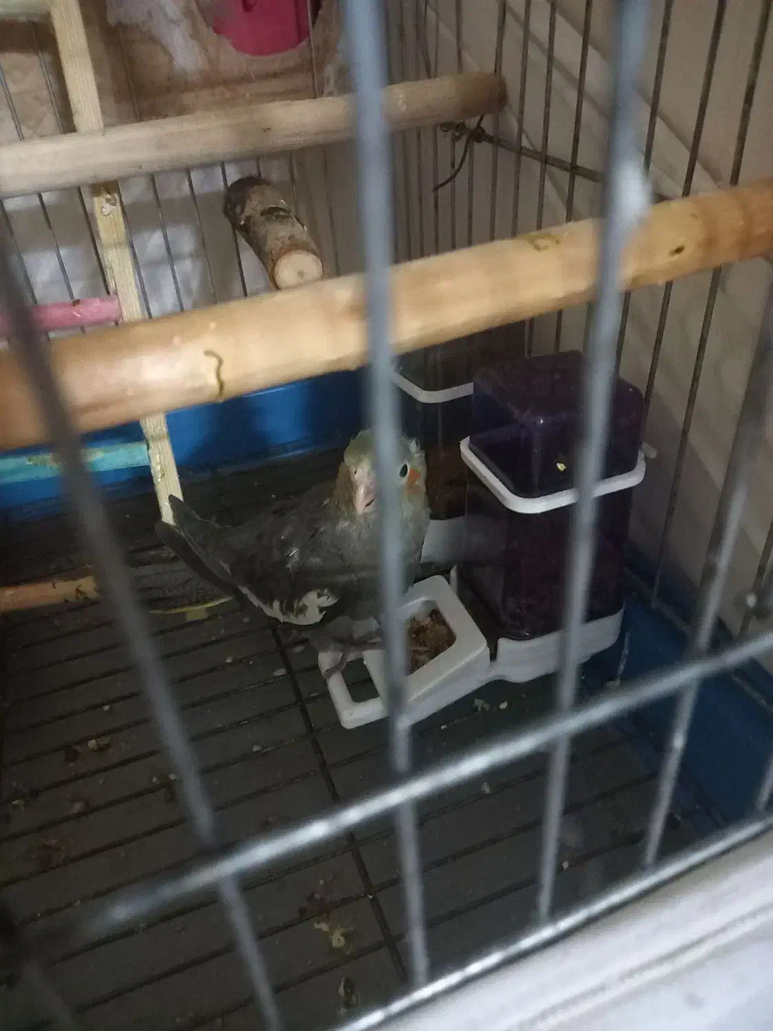 قفس عروس هلندی بزرگ|پرنده|تهران, افسریه شمالی|دیوار