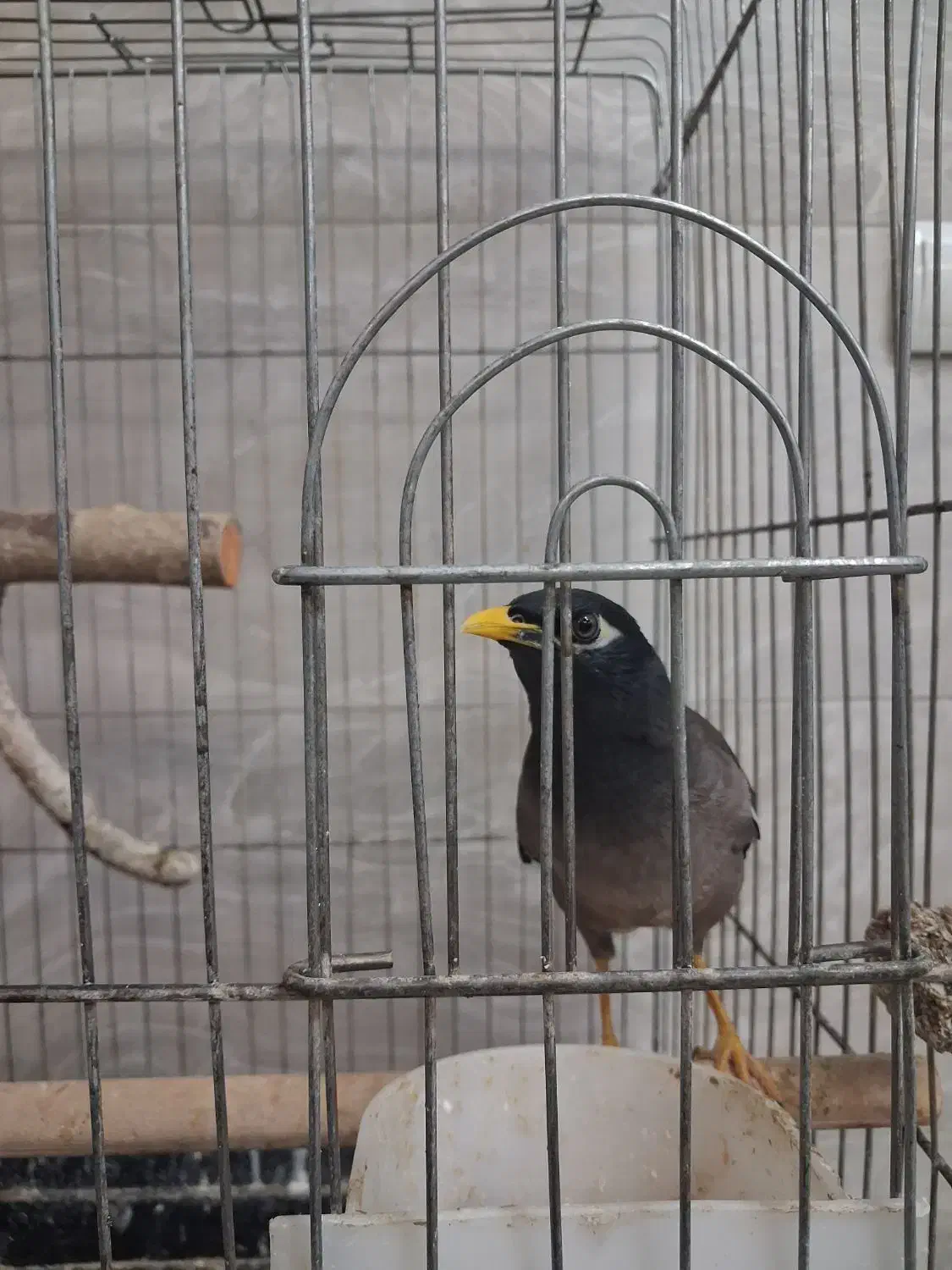 مرغ مینا|پرنده|قزوین, |دیوار