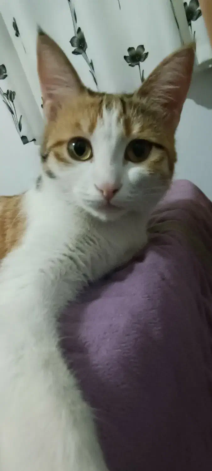 گربه ماده خانگی مجانی با ادب|گربه|بجنورد, |دیوار