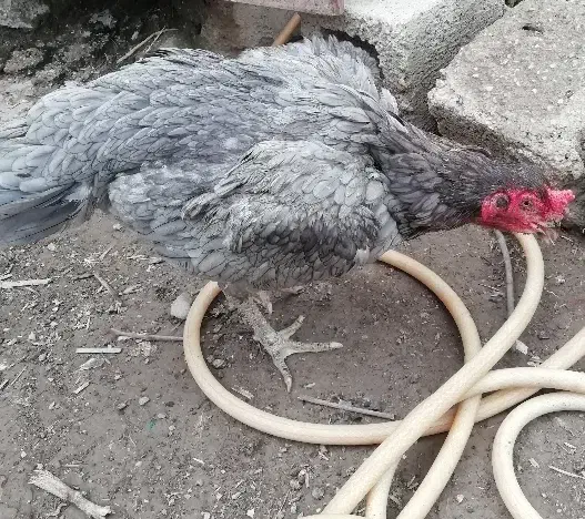 مرغ لاری اصیل|حیوانات مزرعه|نگین شهر, |دیوار