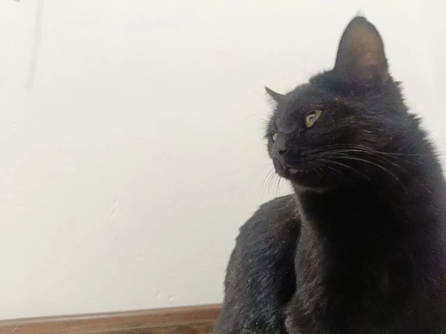 گربه واگذاری مشکی|گربه|یزد, |دیوار