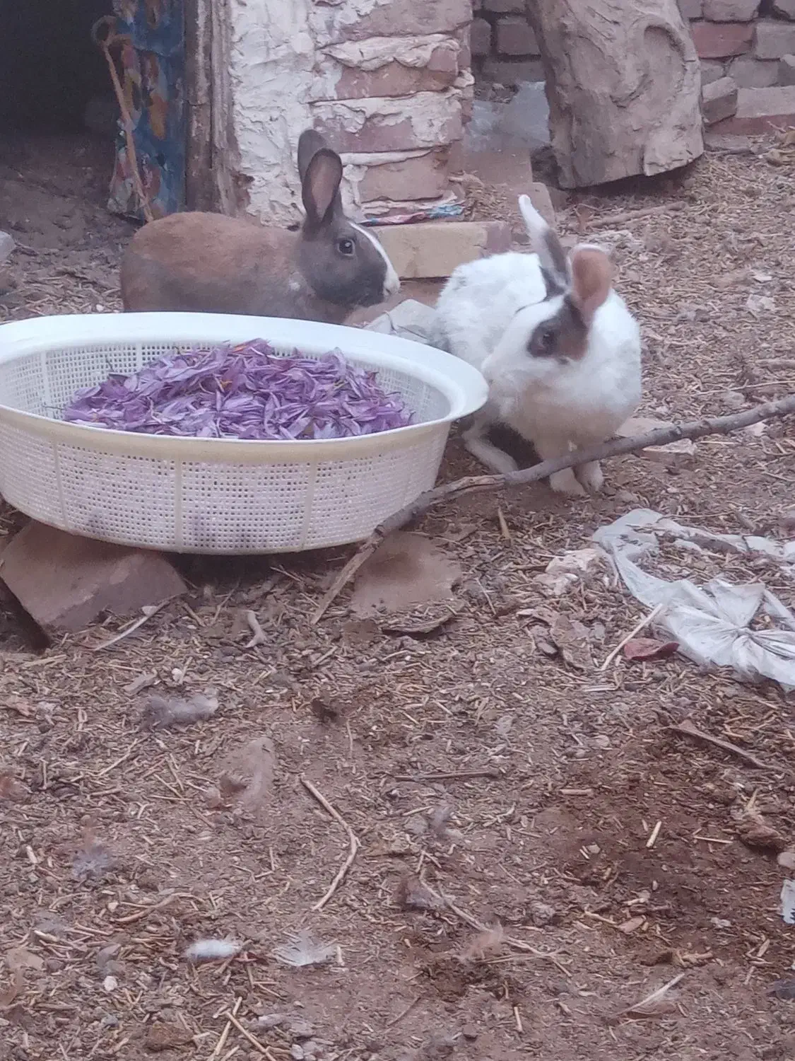 خرگوش|موش و خرگوش|فردوس (خراسان), |دیوار