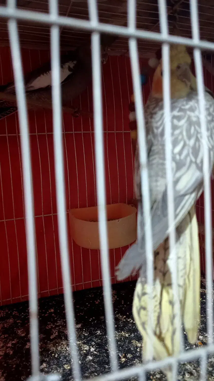 سه تا جوجه عروس تازه دونه خور شدن. نژاد سیامون|پرنده|مشهد, رده|دیوار