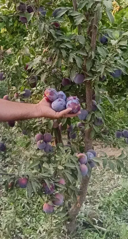 انواع نهال میوه|خدمات باغبانی و درختکاری|کاشمر, |دیوار