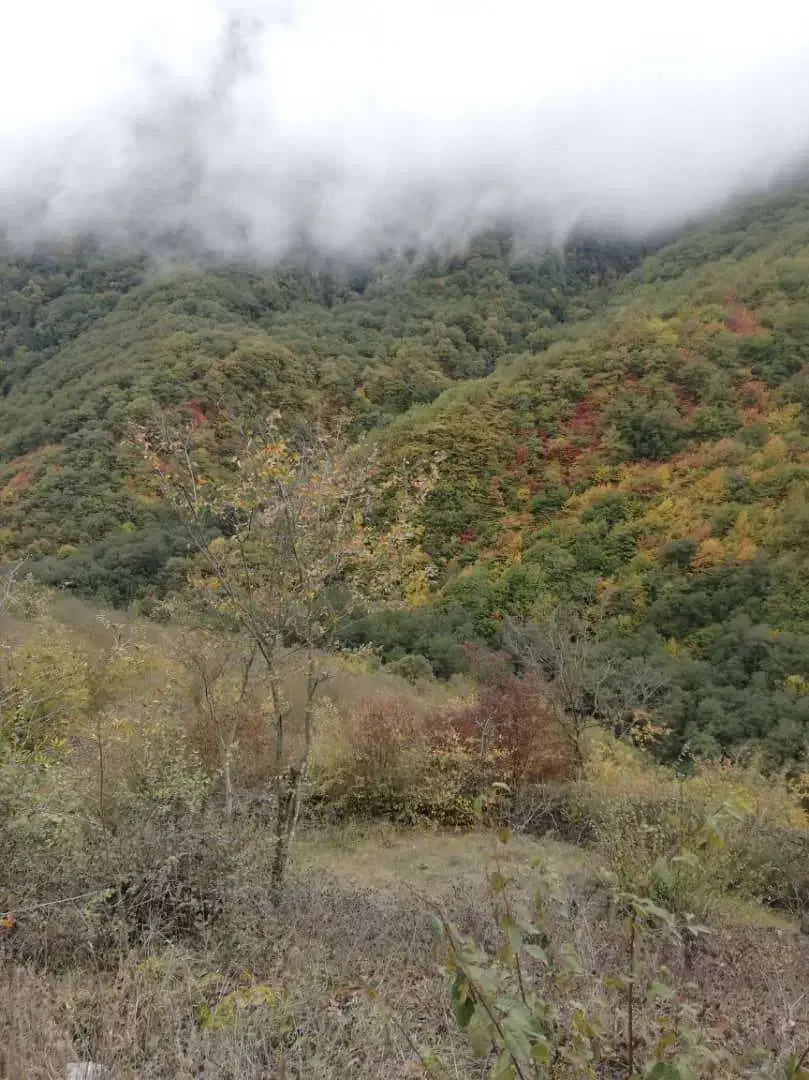 فروش زمین تجاری و مسکونی در دوهزار تنکابن|فروش زمین و ملک کلنگی|خرمآباد (تنکابن), |دیوار