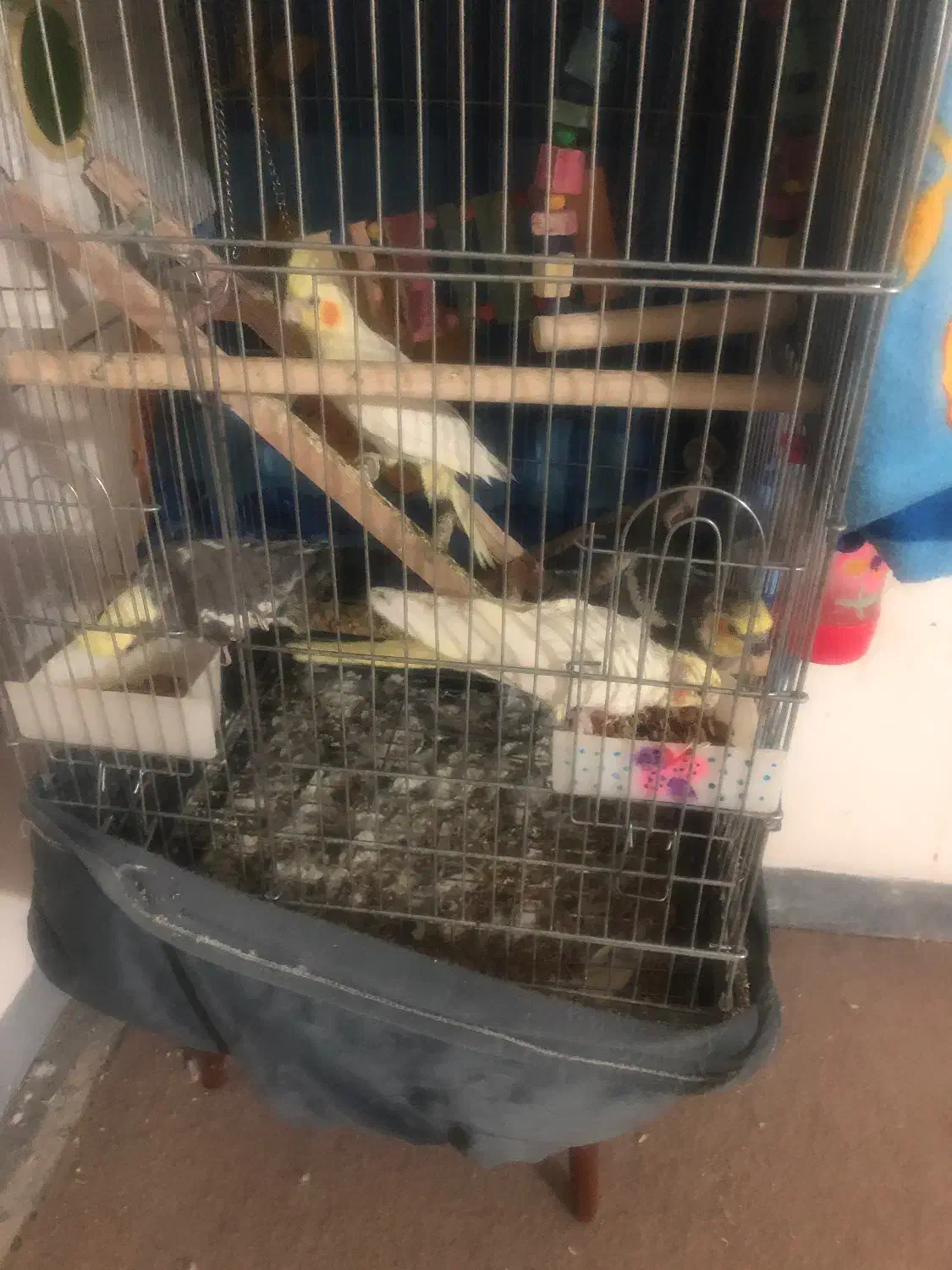 4 تا عروس هلندی مولد و دستی|پرنده|چرداول, |دیوار