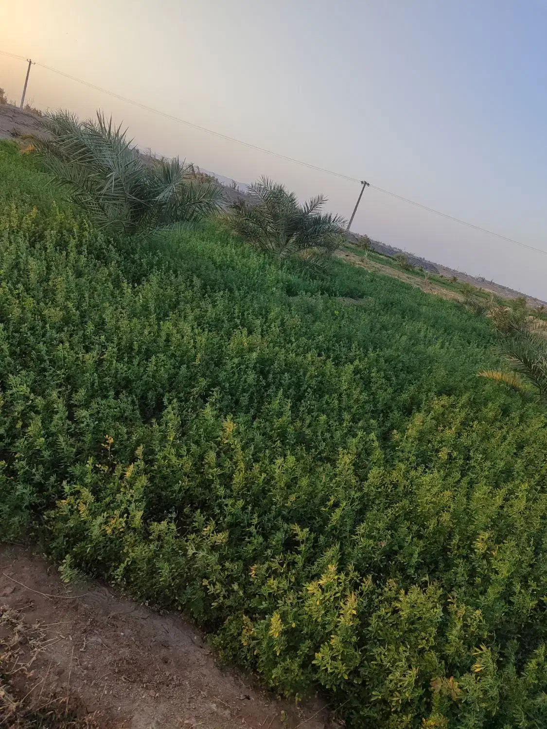 علف عجاره ای رستم اباد|اجارهٔ دفتر صنعتی، کشاورزی، تجاری|نرماشیر, |دیوار