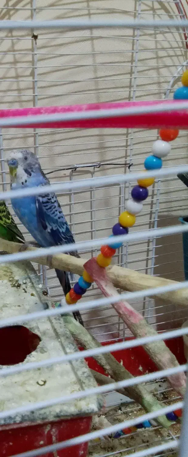 مرغ عشق نر|پرنده|نیمروز, |دیوار