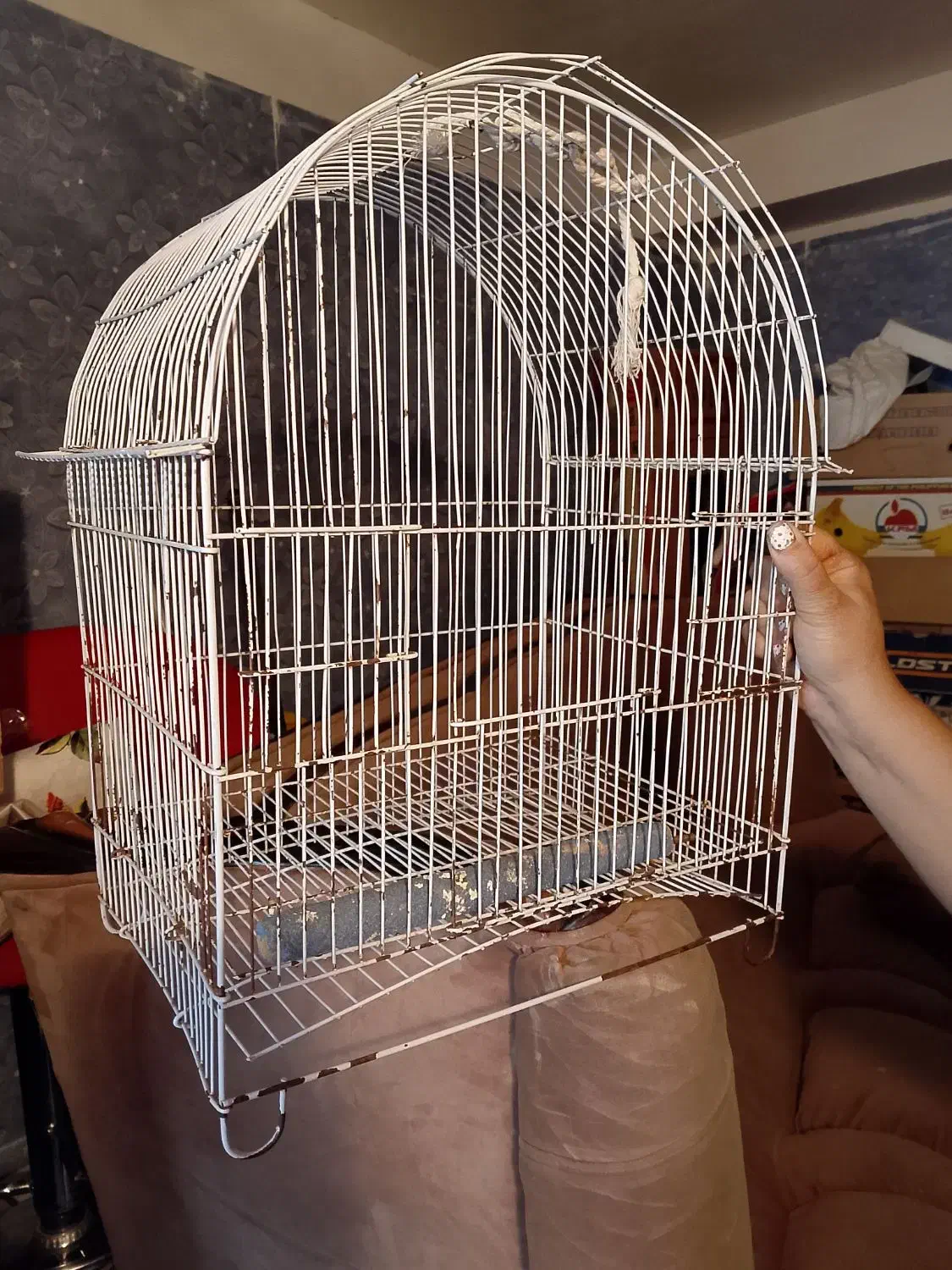 قفس پرنده|لوازم جانبی حیوانات|قزوین, |دیوار