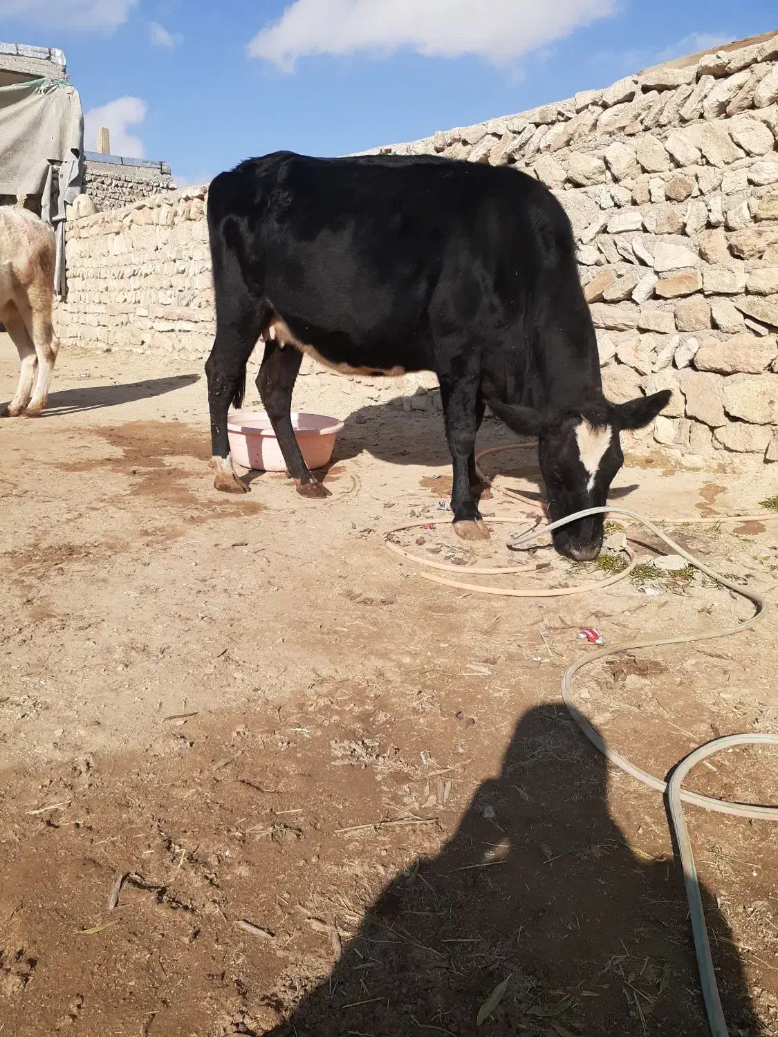 دوتا گاو دوگه شکم دوم هفت ماه ونیم آبستن|حیوانات مزرعه|کوراییم, |دیوار