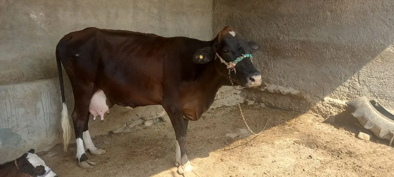 گاوباگوساله ماده|حیوانات مزرعه|زابل, |دیوار