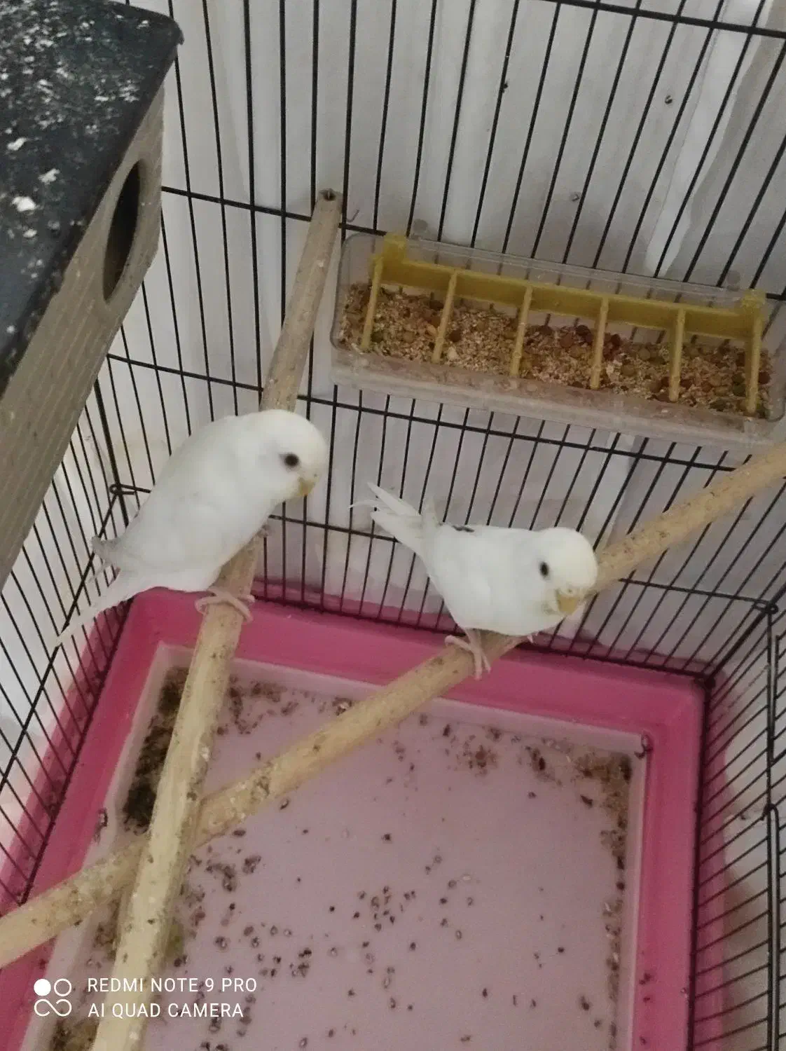 مرغ عشق|پرنده|مسجد سلیمان, |دیوار