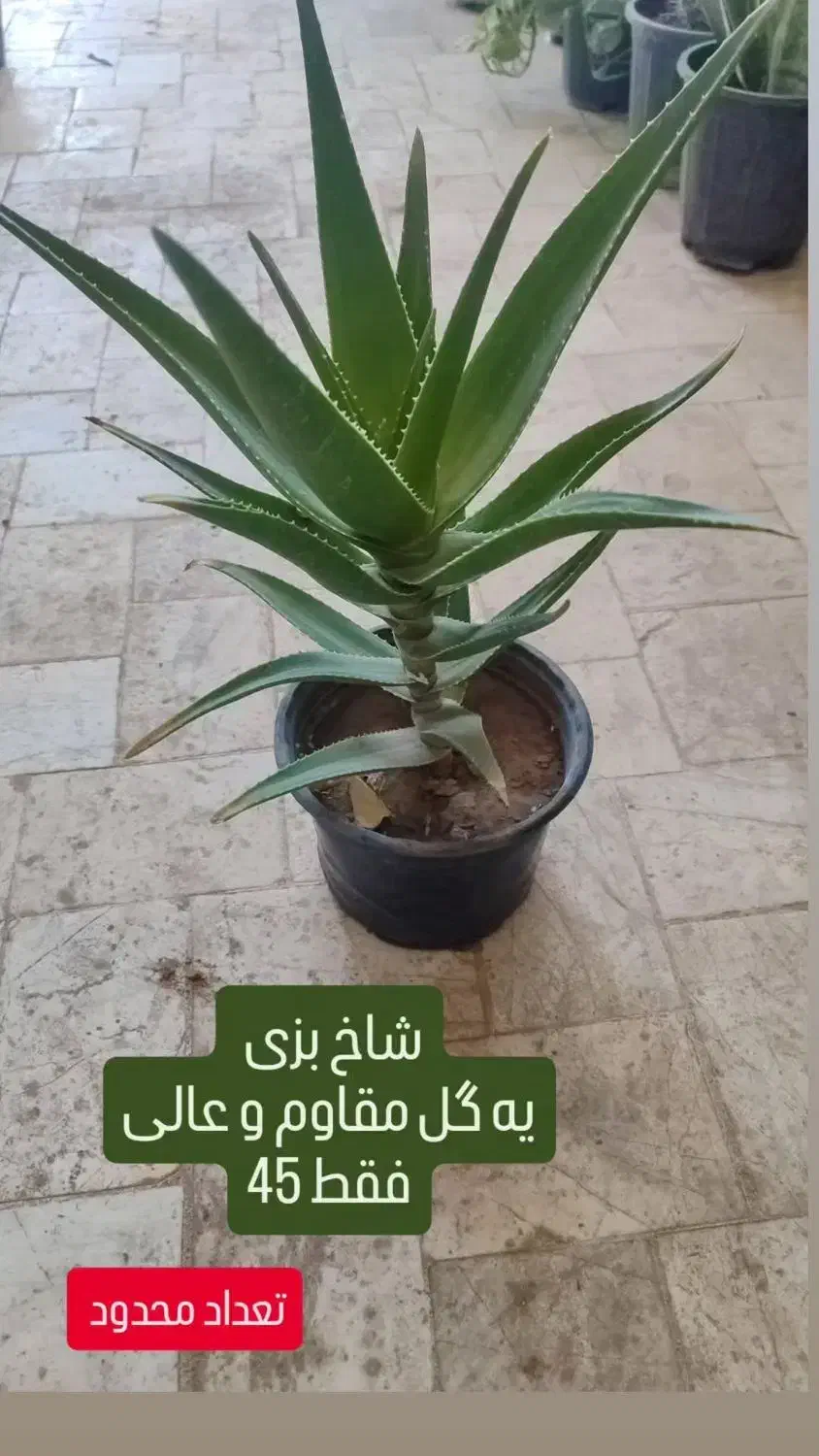 سانسوریا 75|گل و گیاه طبیعی|تربت‌حیدریه, قائم|دیوار