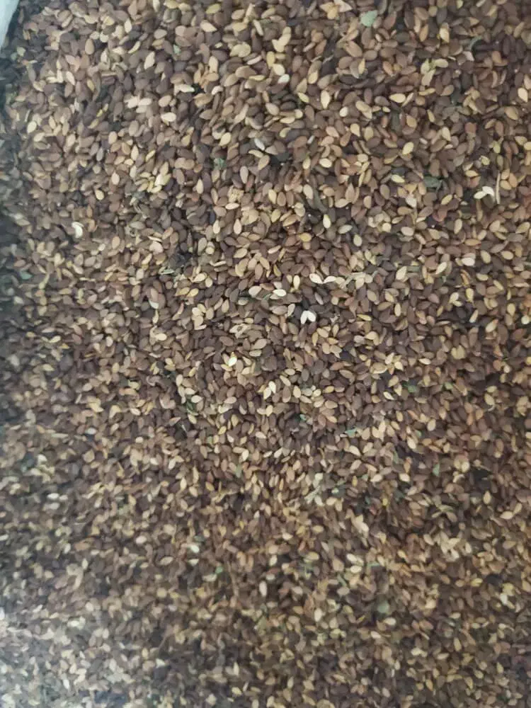 کنجد تمیز ودرجه یک|خوردنی و آشامیدنی|رامشیر, |دیوار