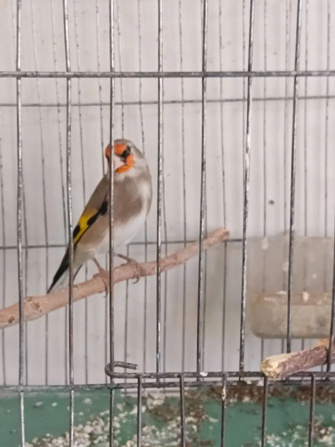 سهره کرمانی دارابی گل بلند خوشکل|پرنده|فسا, |دیوار