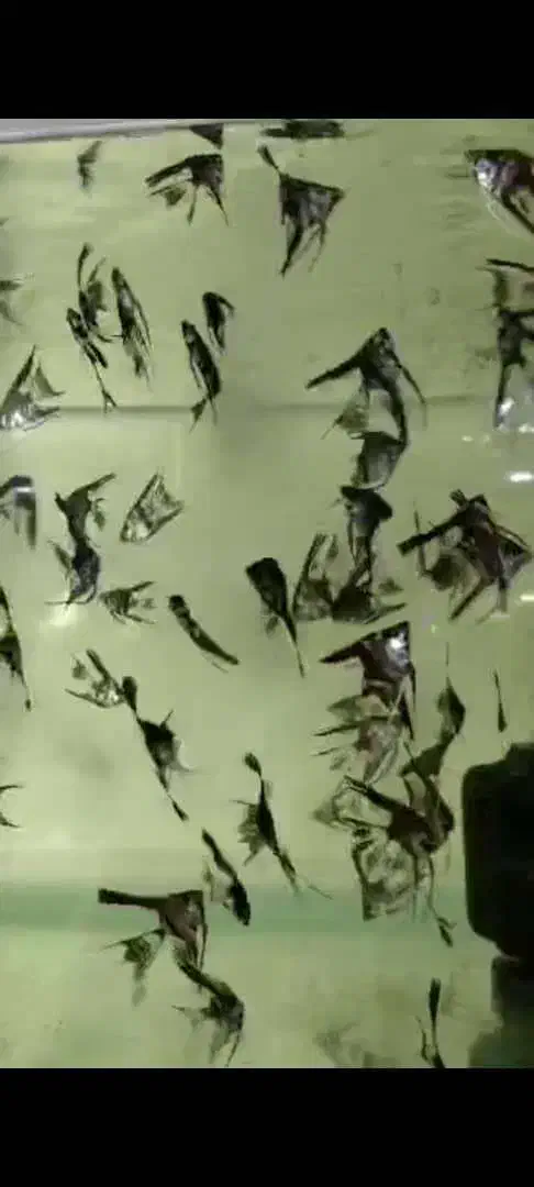 فروش انواع ماهیان زینتی|ماهی|بیلوار, |دیوار