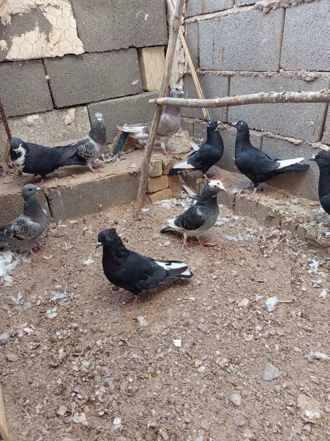 ۹تا کفتر پروندنی|پرنده|بهرمان, |دیوار