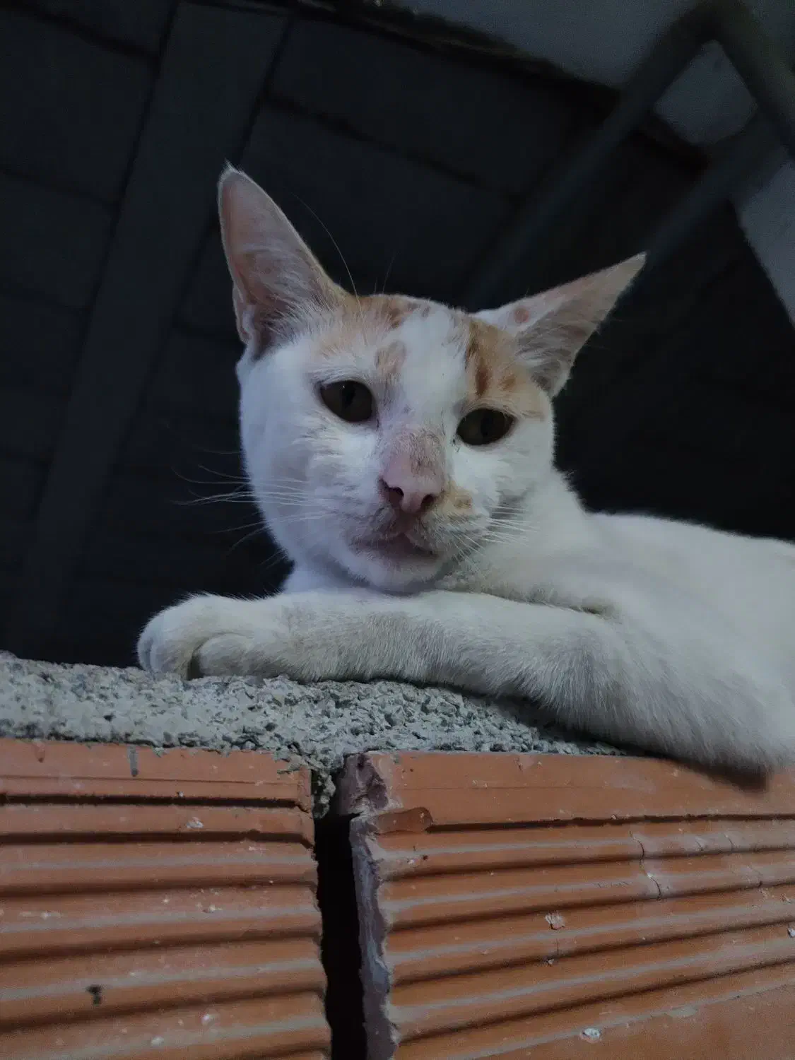 واگذاری گربه|گربه|قائم‌شهر, |دیوار