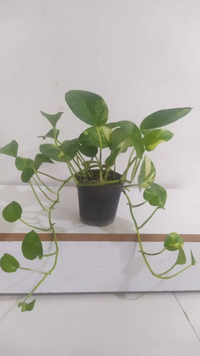 گل های آپارتمانی|گل و گیاه طبیعی|گرگان, |دیوار