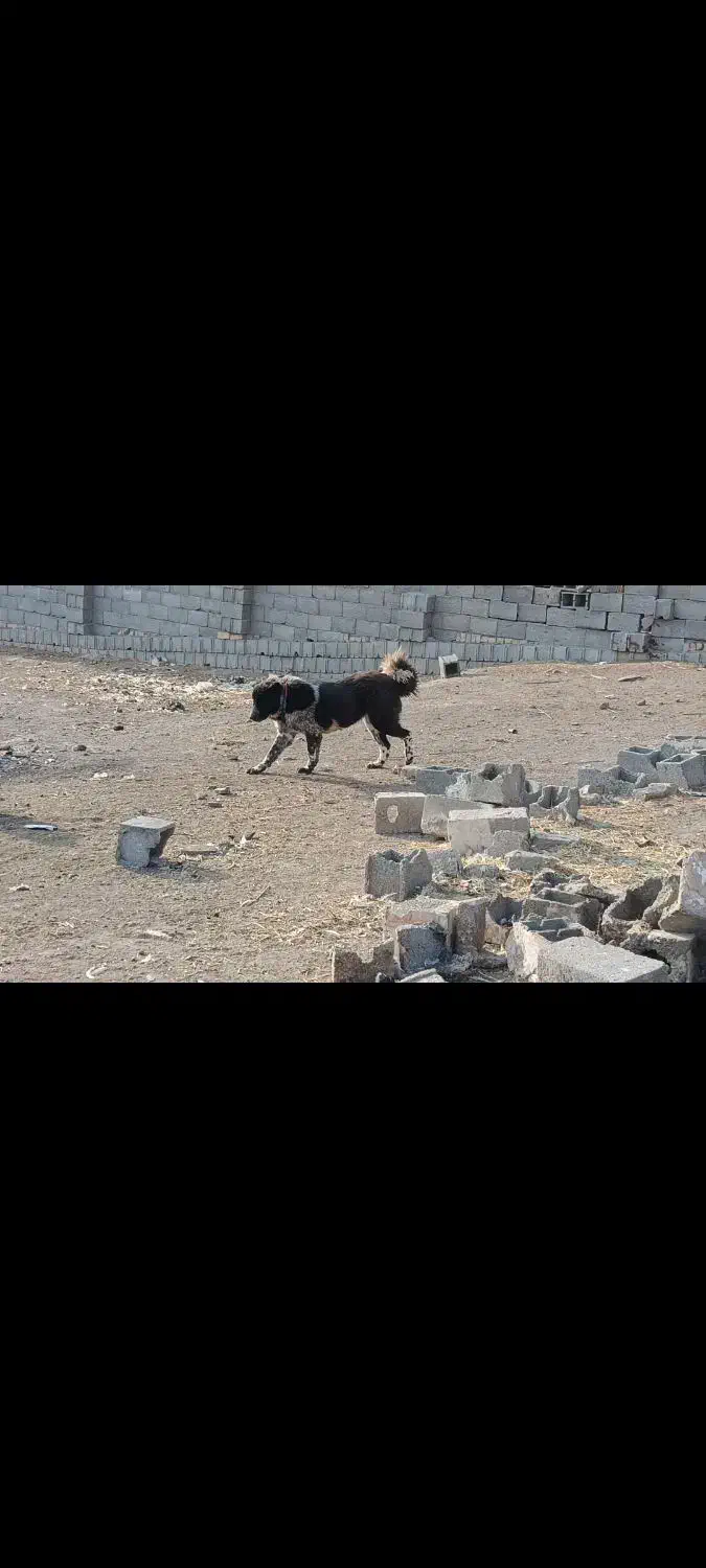 واگذاری نگهبان گله نر ما.ده حسابی|سگ|پیر بکران, |دیوار