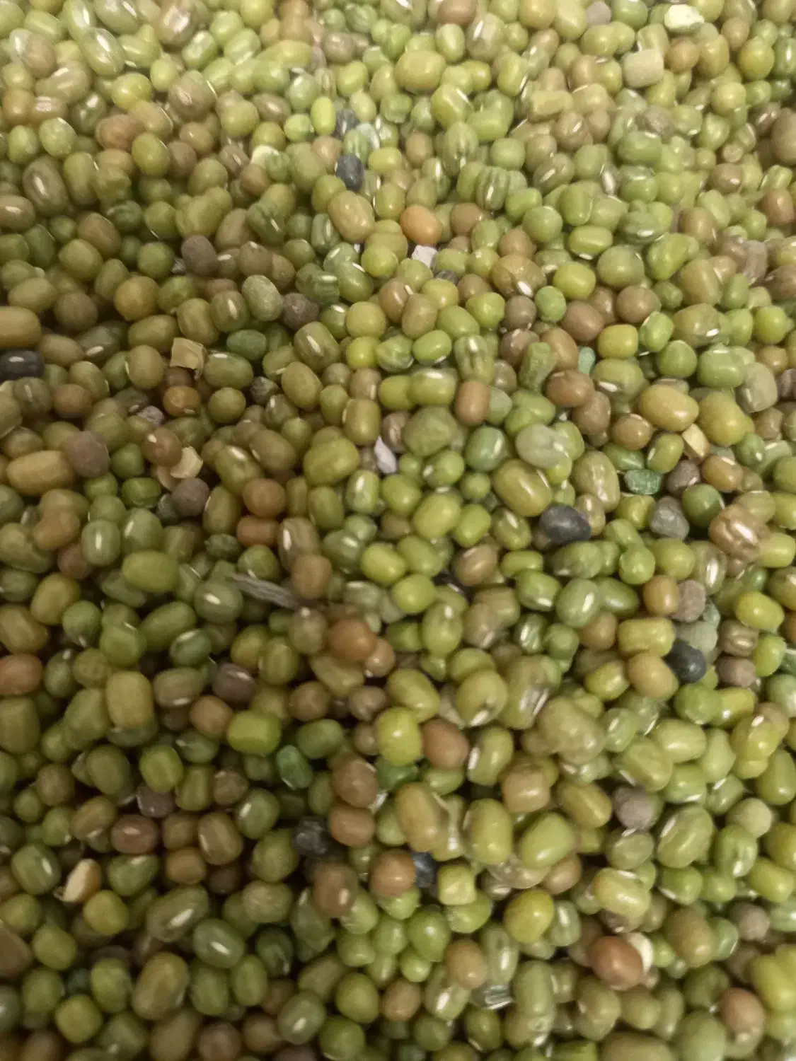 ماش محلی ارگانیک|خوردنی و آشامیدنی|آبدانان, |دیوار