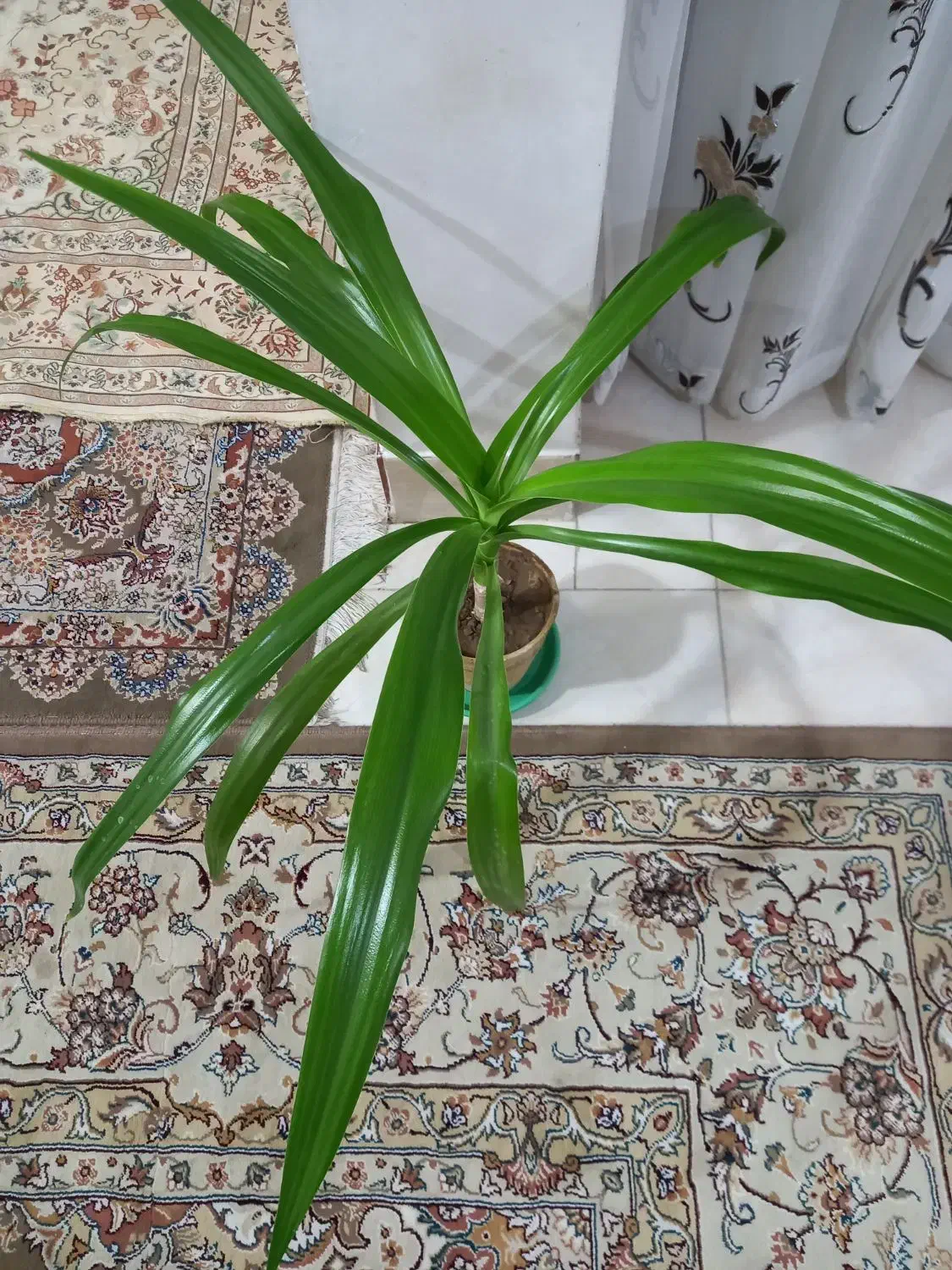 گل فروش خانگی(اشک ملکه)|گل و گیاه طبیعی|ابریشم, |دیوار