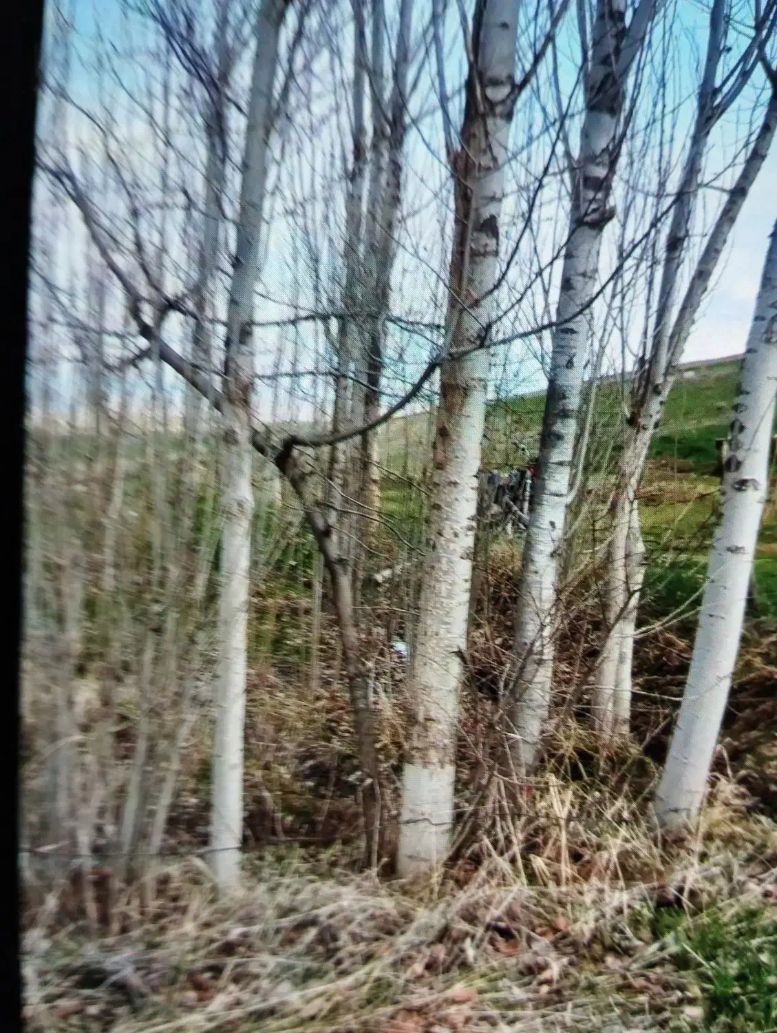 خرید انواع چوب به قیمت روز|خدمات باغبانی و درختکاری|قصابه, |دیوار