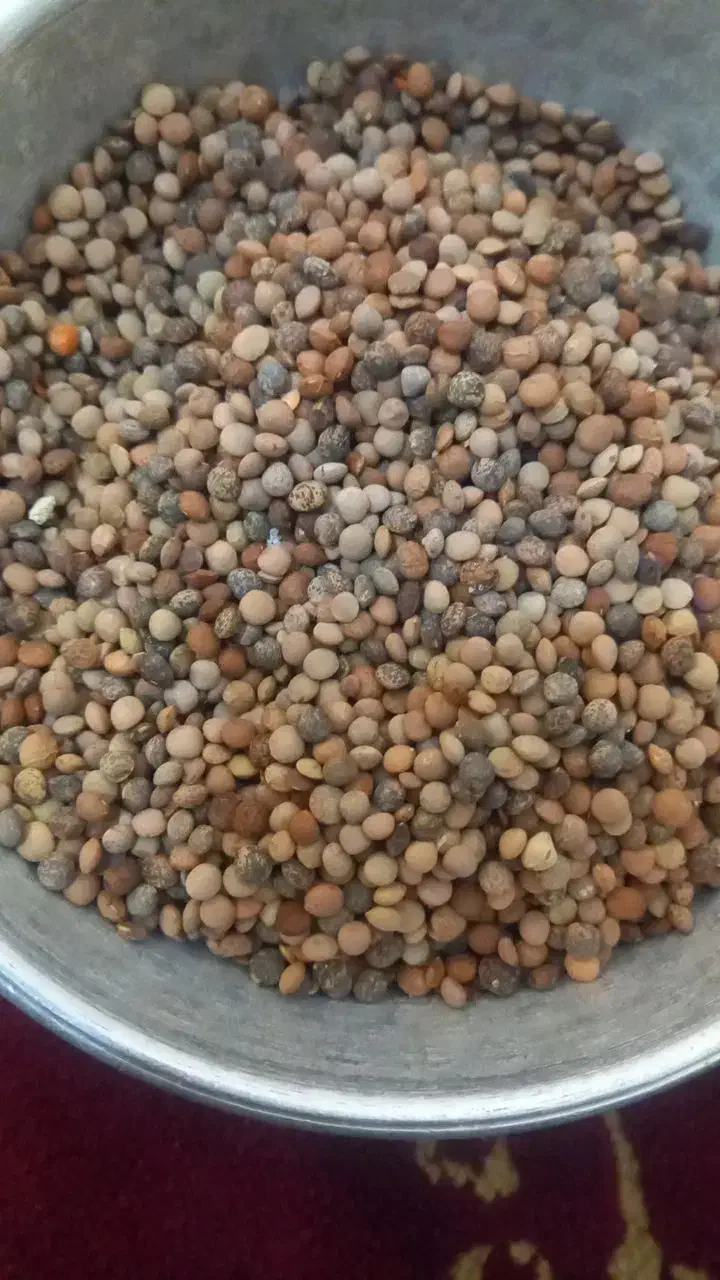 ترخینه روغن محلی|خوردنی و آشامیدنی|هرسین, |دیوار