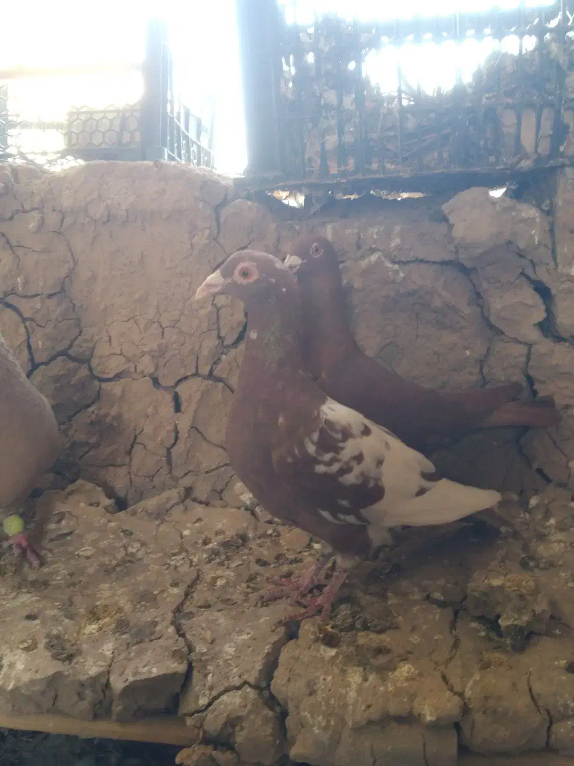 کبوتر دورگ|پرنده|کرخه, |دیوار