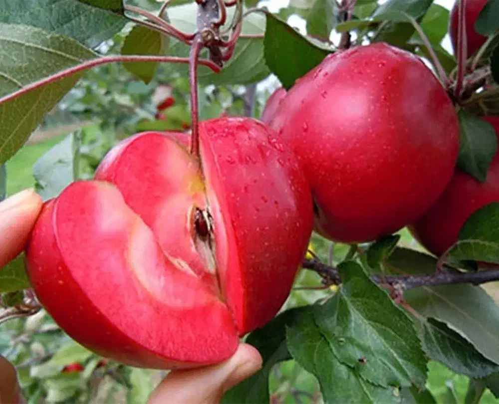 انواع نهال آلو|خدمات باغبانی و درختکاری|شاهرود, |دیوار
