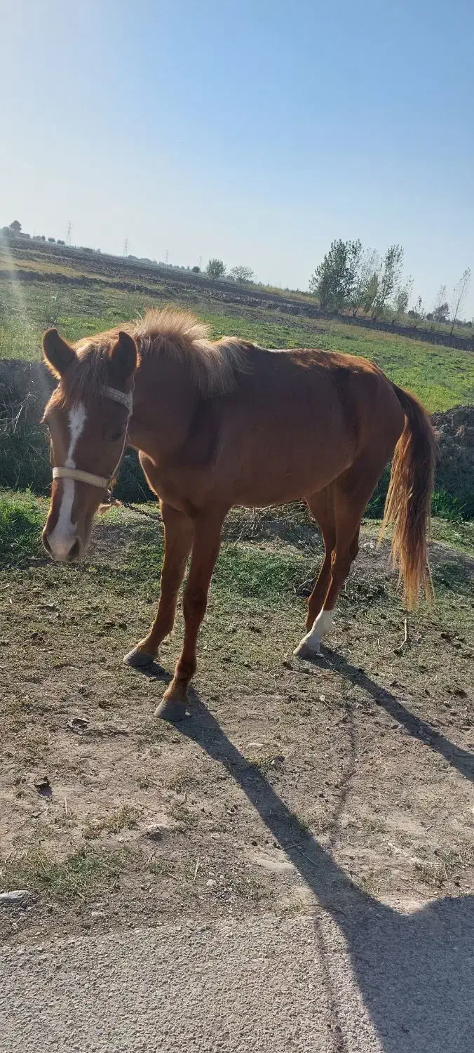 کره.اسب|اسب و تجهیزات اسبسواری|مینودشت, |دیوار