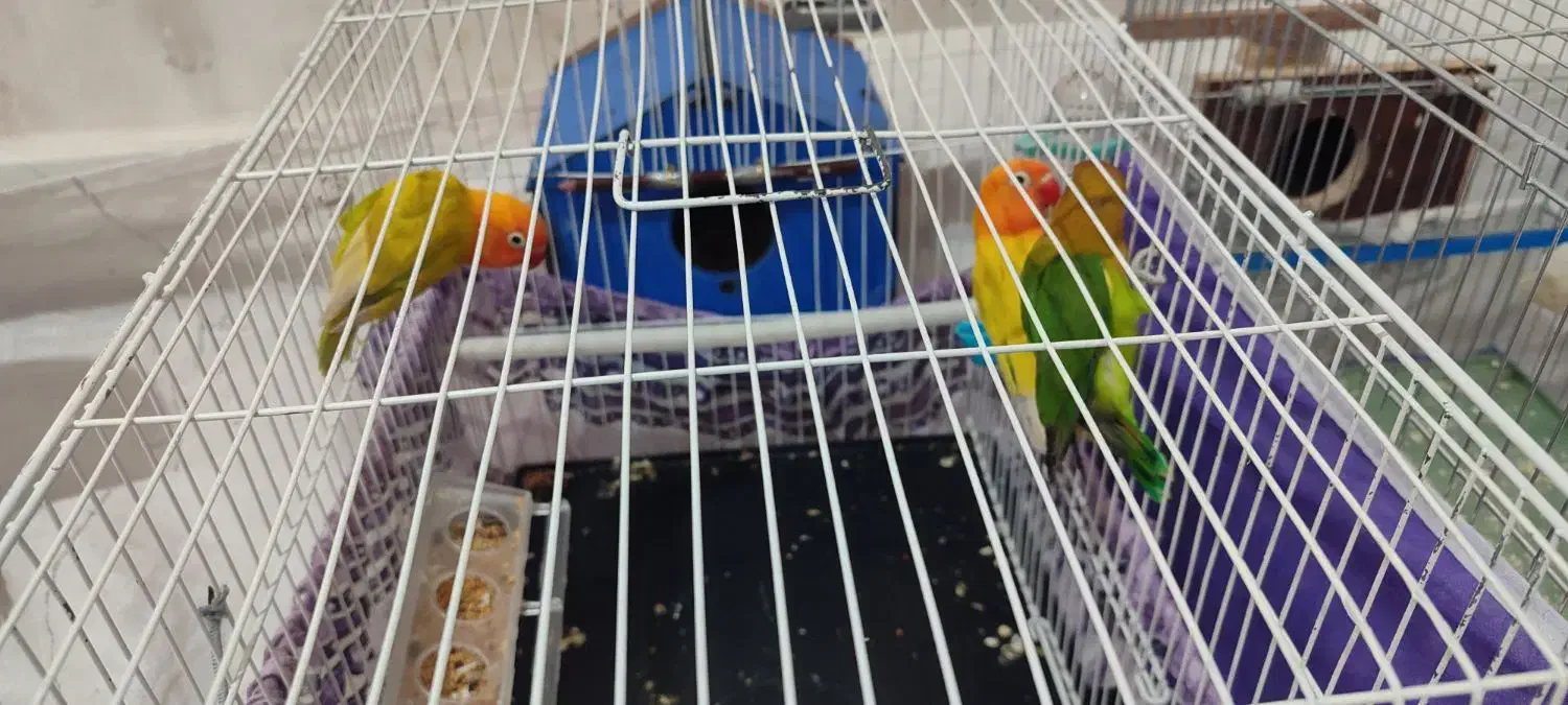 طوطک برزیلی(فیشر)|پرنده|مرند, |دیوار