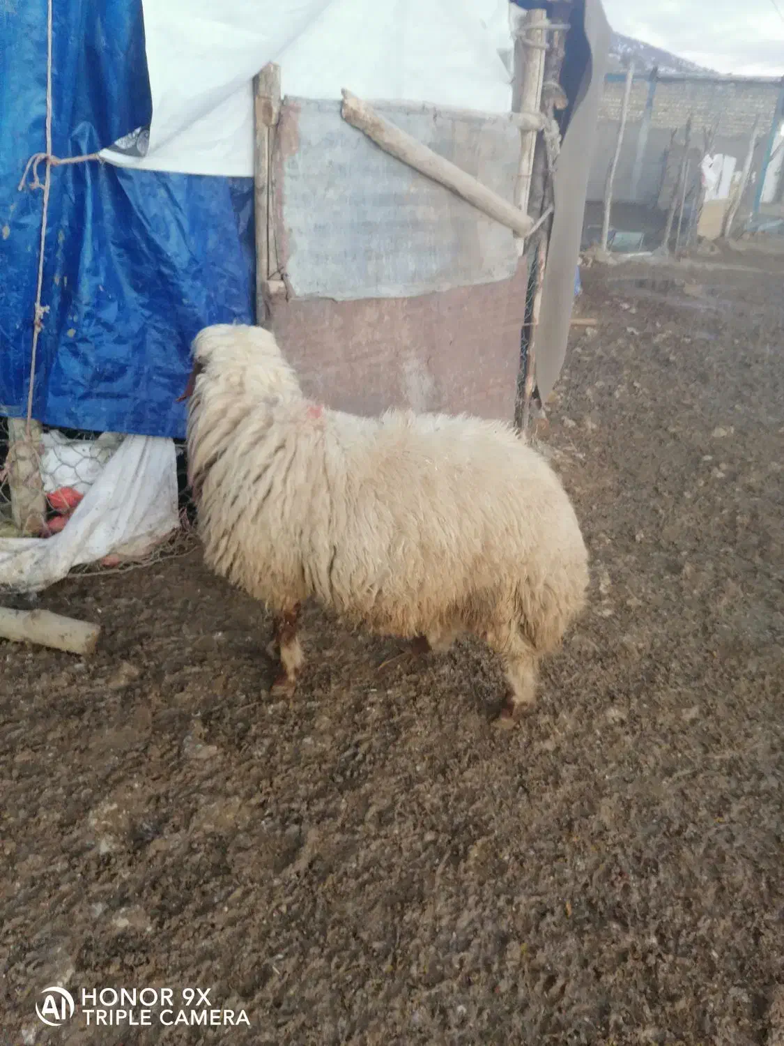 قوچ لری|حیوانات|الشتر, |دیوار