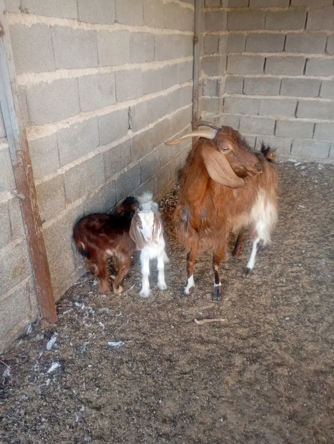 بز هیکلی دو کهره ای جوان|حیوانات مزرعه|سعدآباد, |دیوار