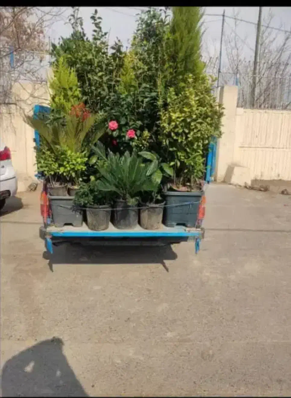 خدمات باغبانی کاشت گل درختکاری تعویض خاک گلدون|خدمات باغبانی و درختکاری|چهاردانگه (تهران), |دیوار