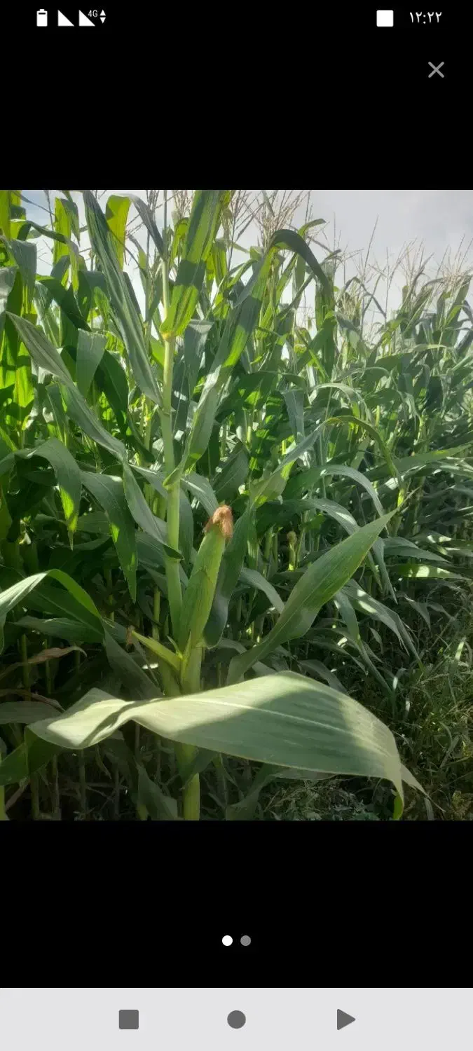 بلال|خوردنی و آشامیدنی|قیدار, |دیوار