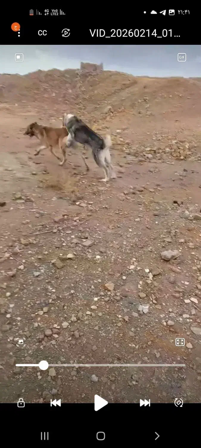 گمشده|حیوانات|زرندیه, |دیوار