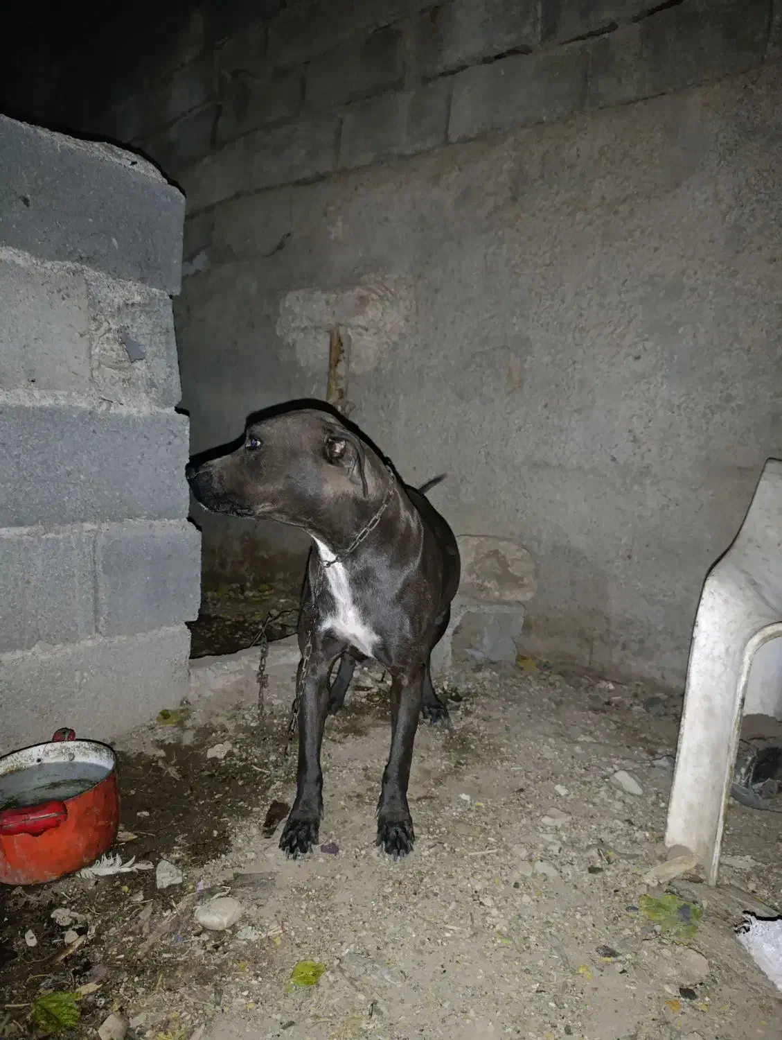 ×سگ امرکن بولی اورجینال ماده×|سگ|کرج, کمالشهر|دیوار