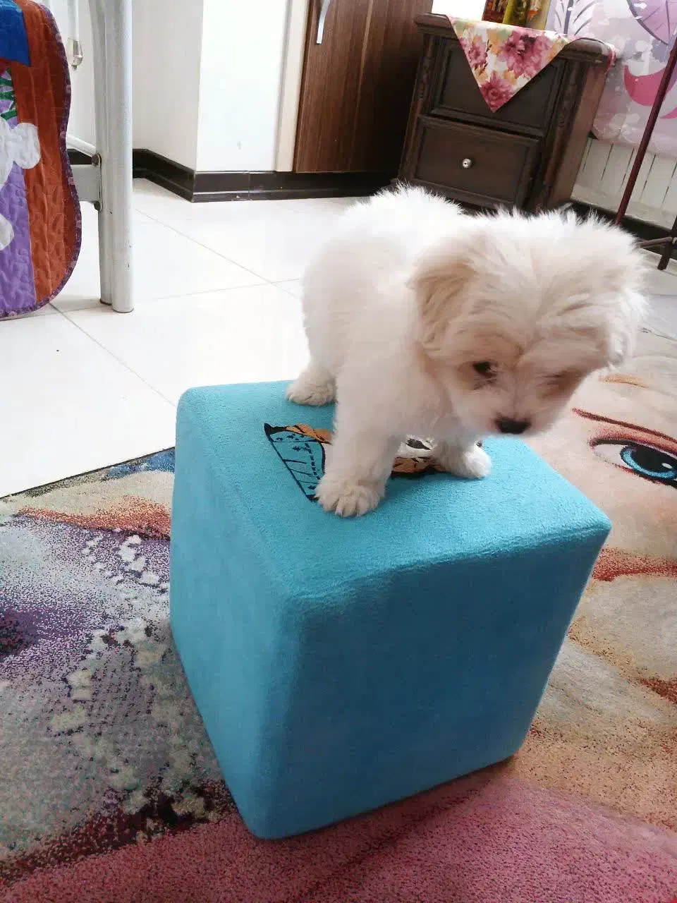 سگ شیتزو|سگ|اصفهان, بهارستان|دیوار