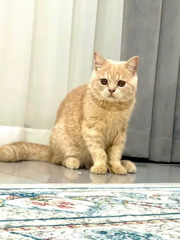 گربه اسکاتیش|گربه|اهر, |دیوار