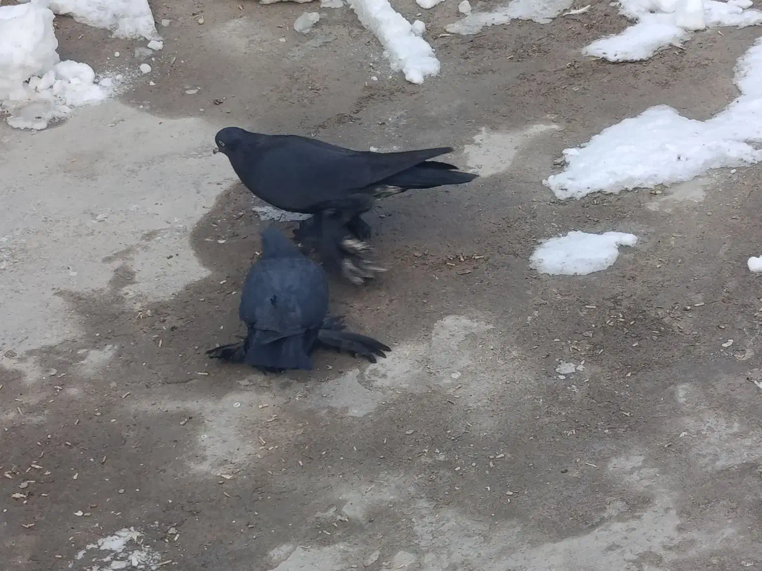 کبوتر|پرنده|تبریز, |دیوار