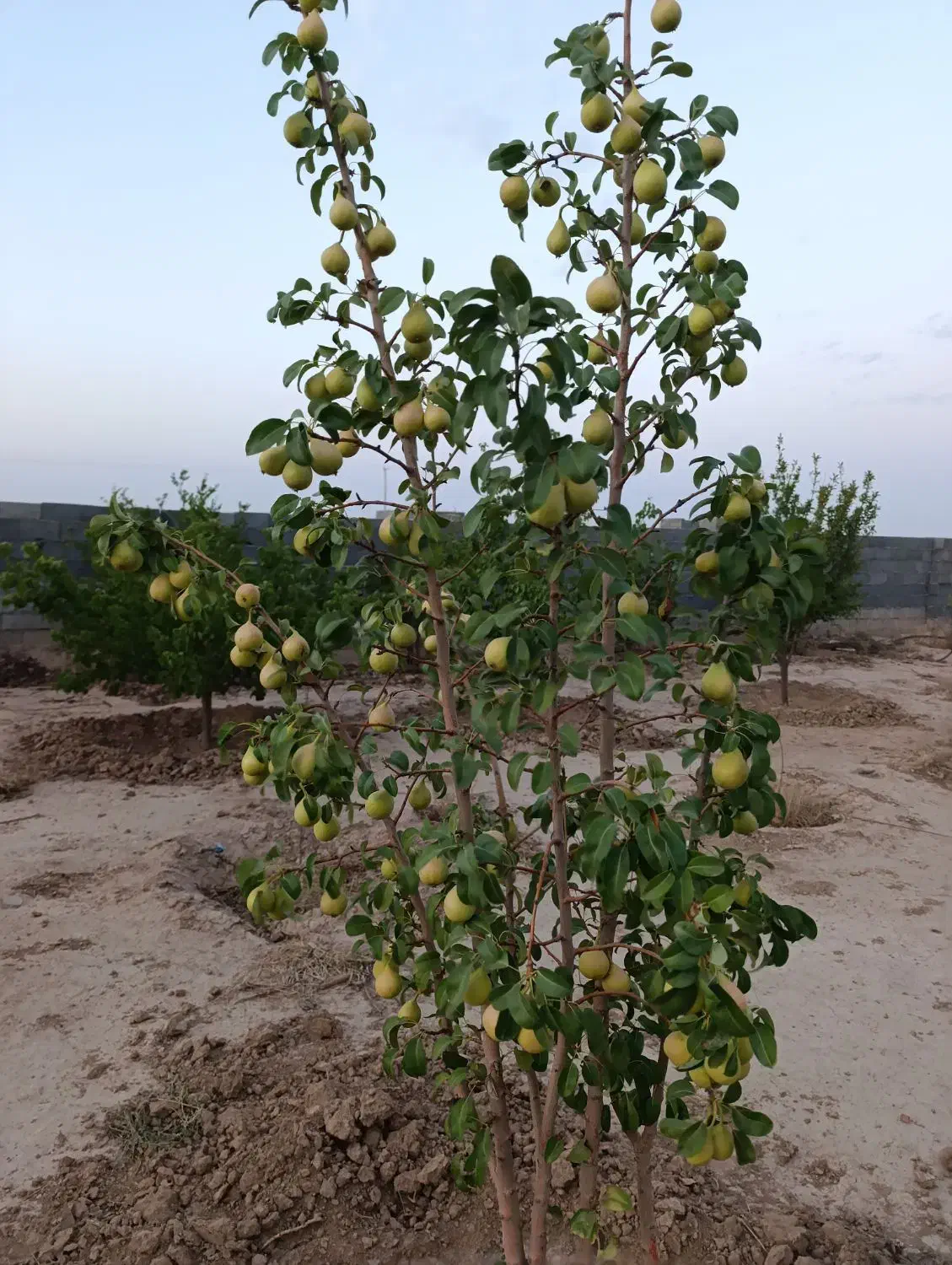 فروش باغ|فروش زمین و ملک کلنگی|شاهینشهر, شهرک میلاد|دیوار