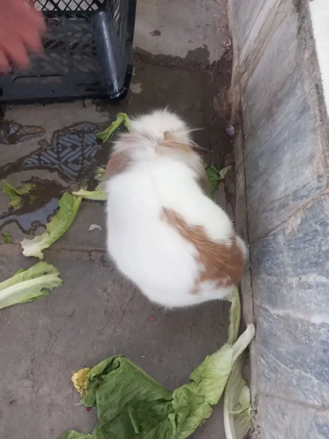 خرگوش خوشگل|موش و خرگوش|ملایر, |دیوار