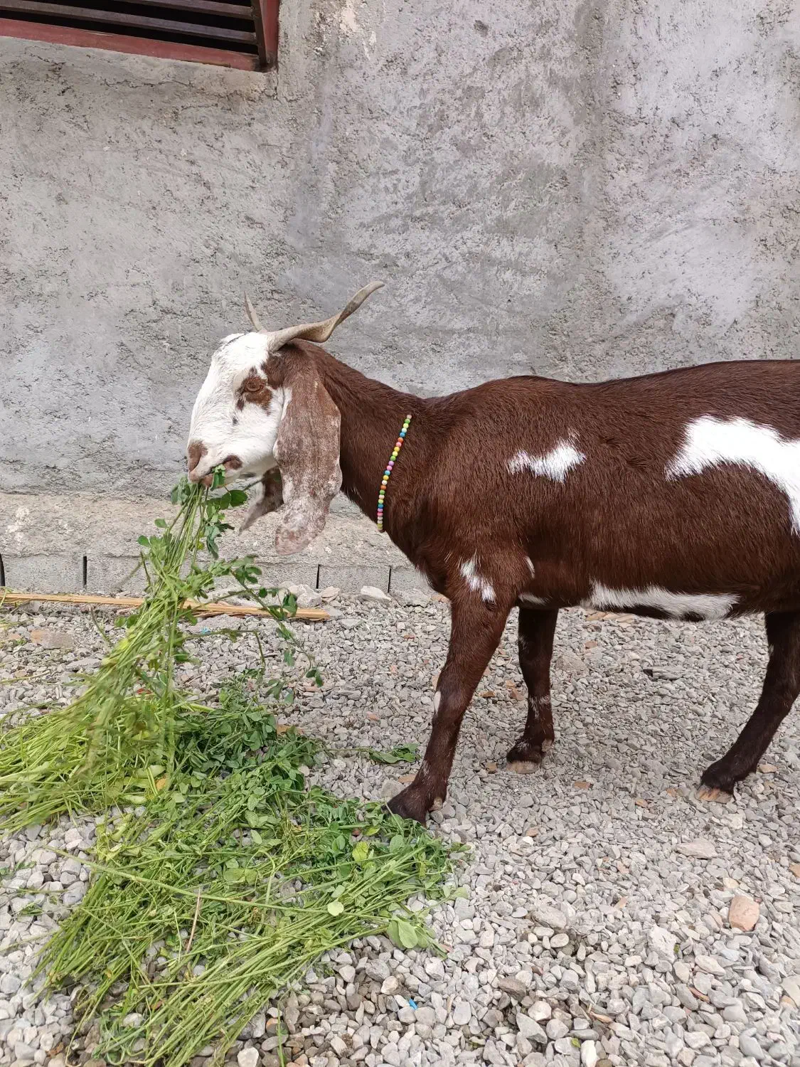 پلو|حیوانات مزرعه|بمپور, |دیوار