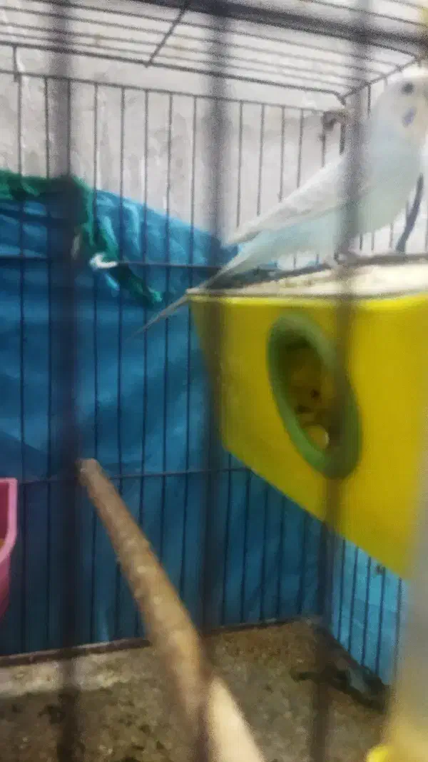 یک جفت مرغ عشق مولد|پرنده|اهرم, |دیوار